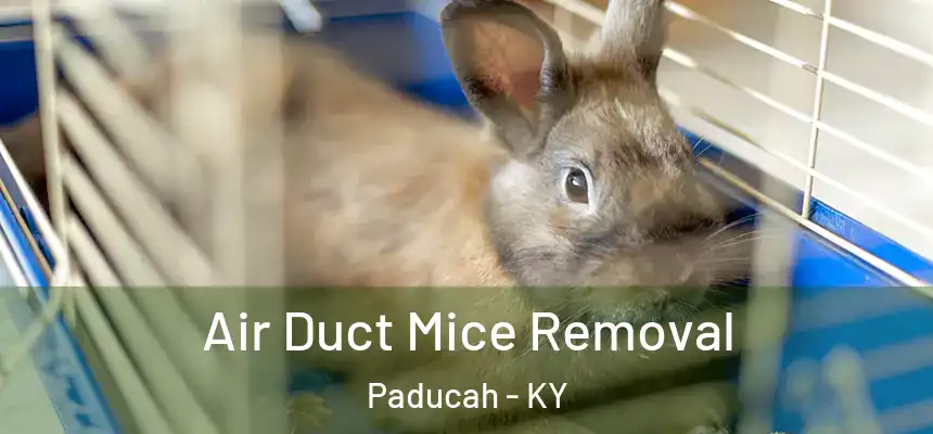  Air Duct Mice Removal Paducah - KY