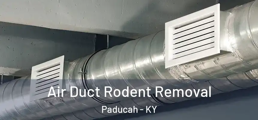 Air Duct Rodent Removal Paducah - KY